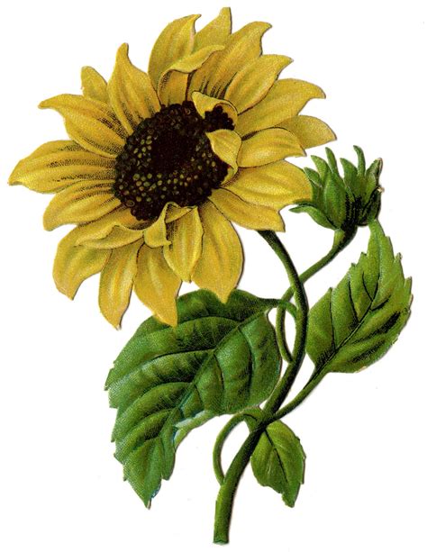 photo of a sunflower|sunflower pics to print.